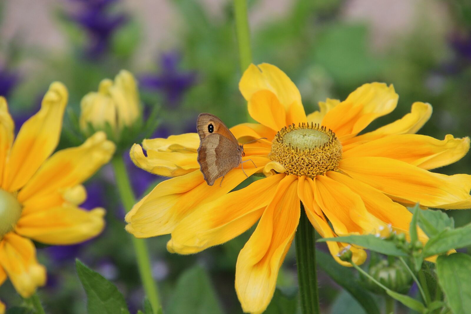 Canon EOS 600D (Rebel EOS T3i / EOS Kiss X5) sample photo. Butterfly, flower, summer photography