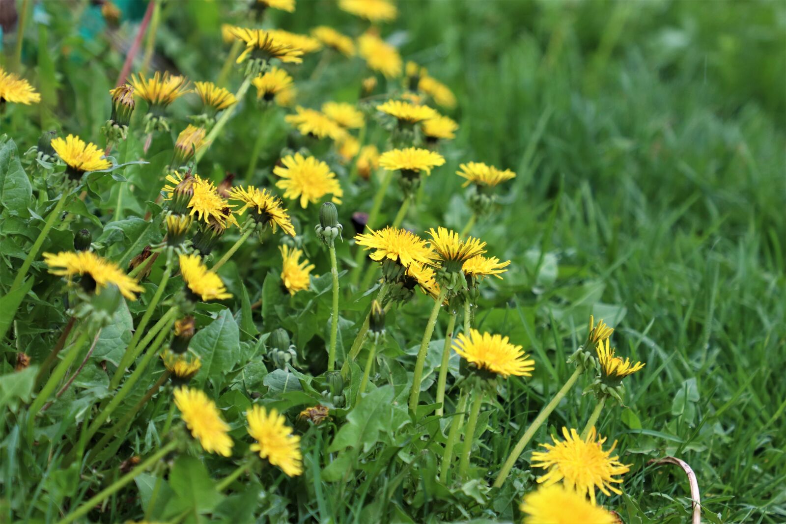 Canon EOS 77D (EOS 9000D / EOS 770D) sample photo. Dandelions, yellow, nature photography