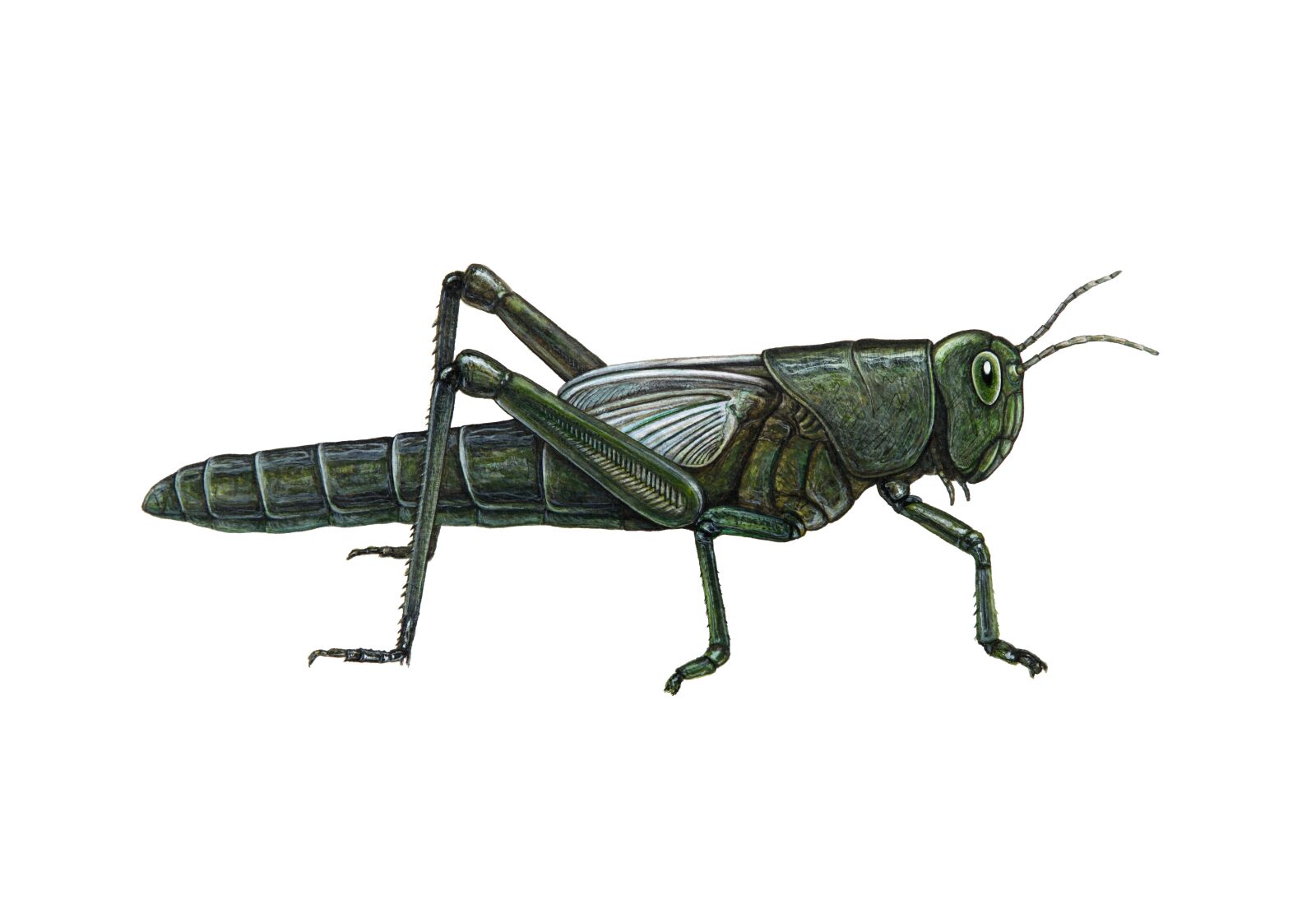 Canon EOS 5D Mark II sample photo. Green, grasshopper, insect photography