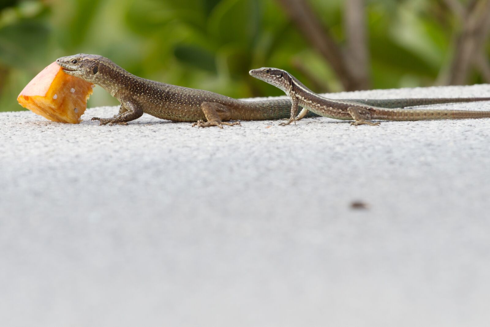 Canon EOS 7D + Canon EF 70-200mm F4L USM sample photo. Lizard, feeding, madeira photography