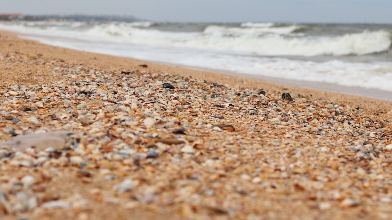 Canon EF 50mm F1.4 USM sample photo. Beach, sand, seashells photography