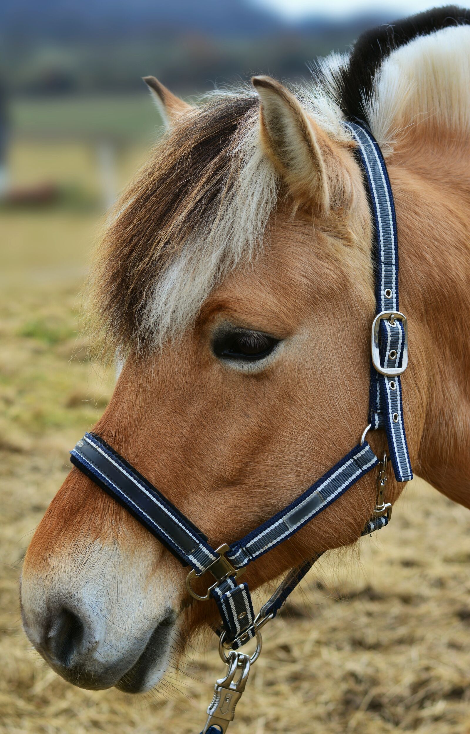 Nikon D5200 sample photo. Horse, norwegian fjord horse photography