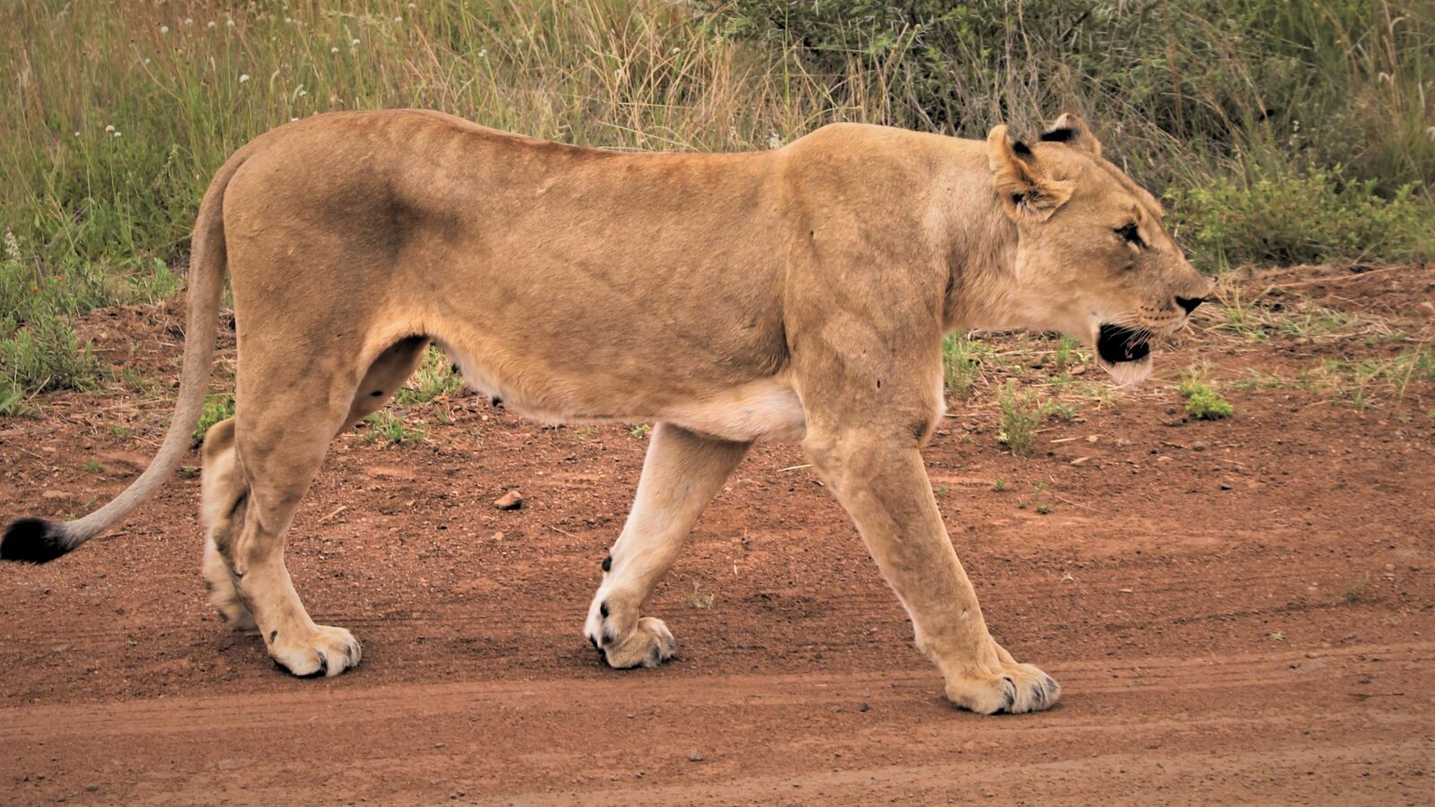 Canon EOS 60D + Canon EF 24-105mm F4L IS USM sample photo. Lioness, stalking, road photography