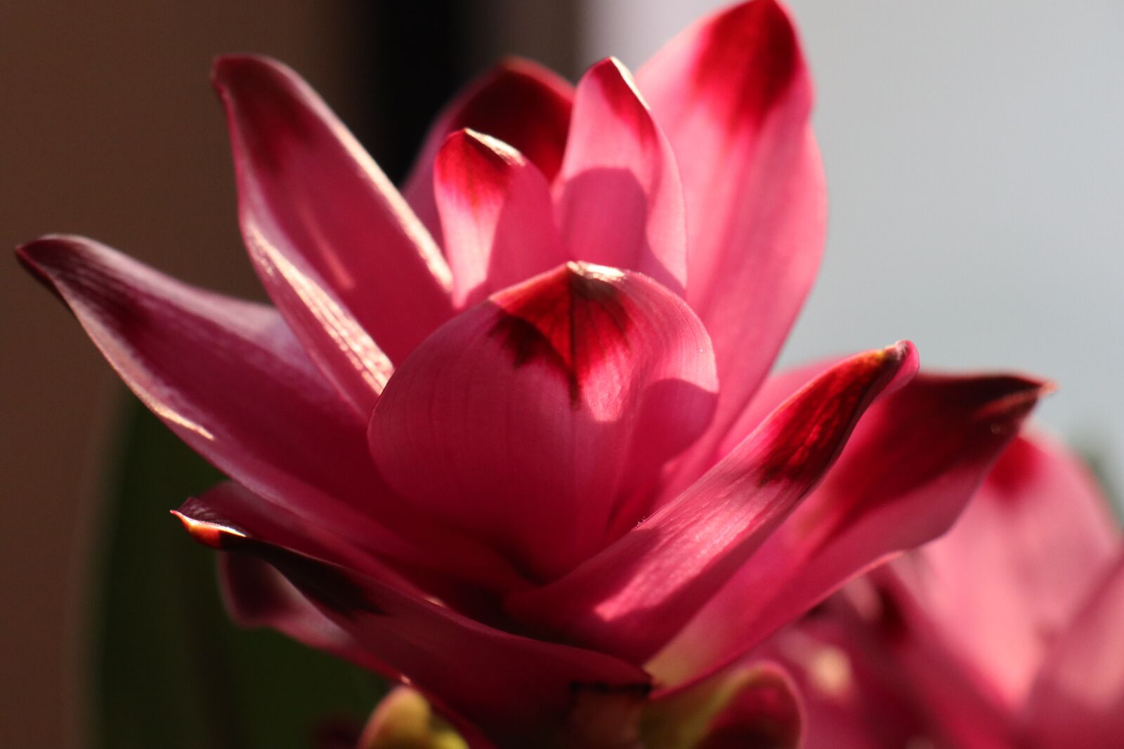 Canon EOS M6 sample photo. Flower, pink, turmeric photography