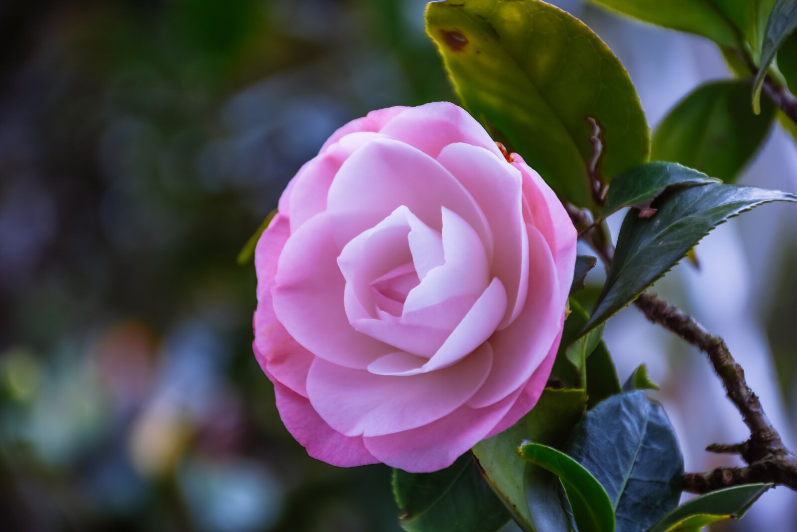 Nikon D7200 sample photo. Flower, camellia, petals photography