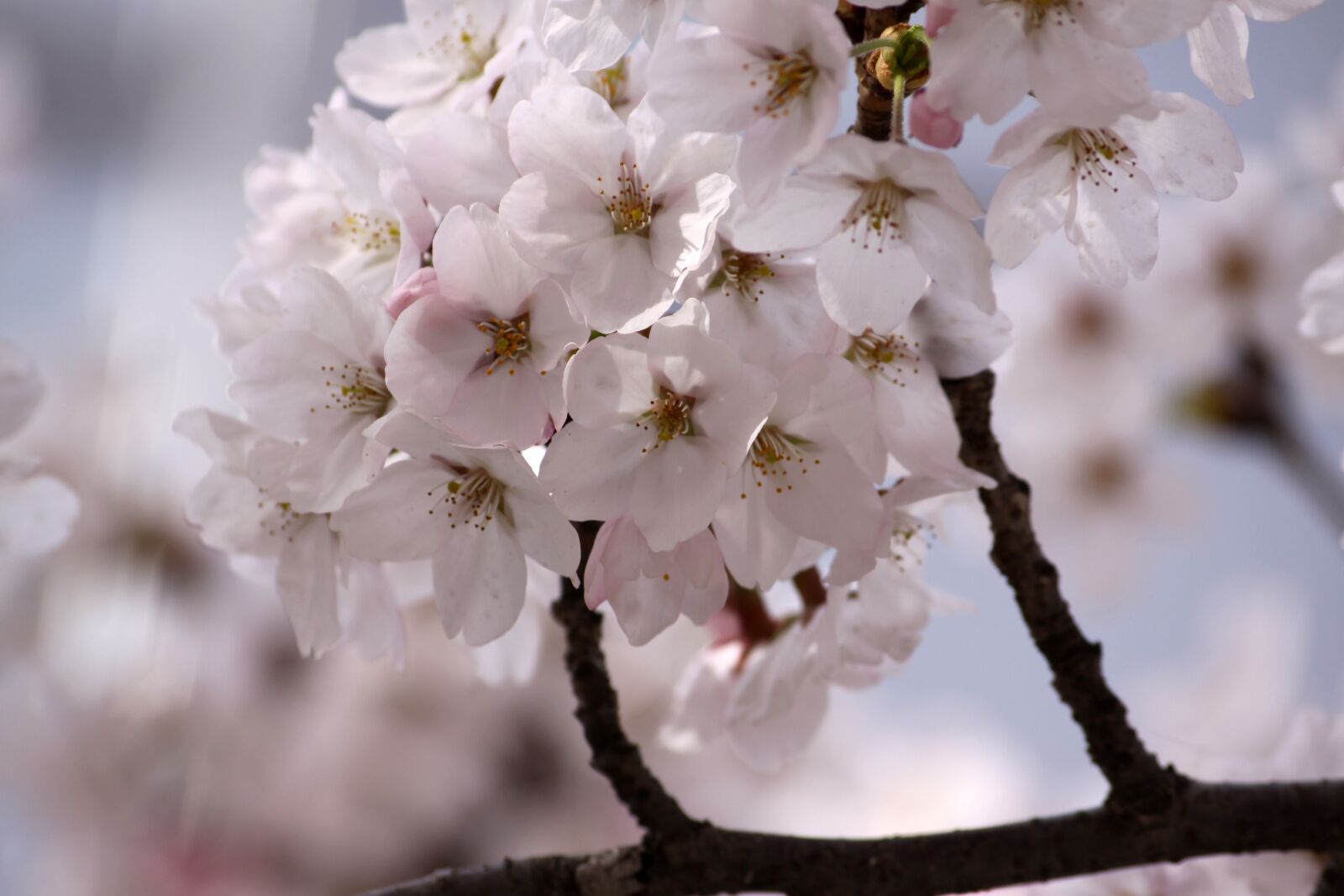 Canon EOS 50D sample photo. Plum, flowers, spring photography