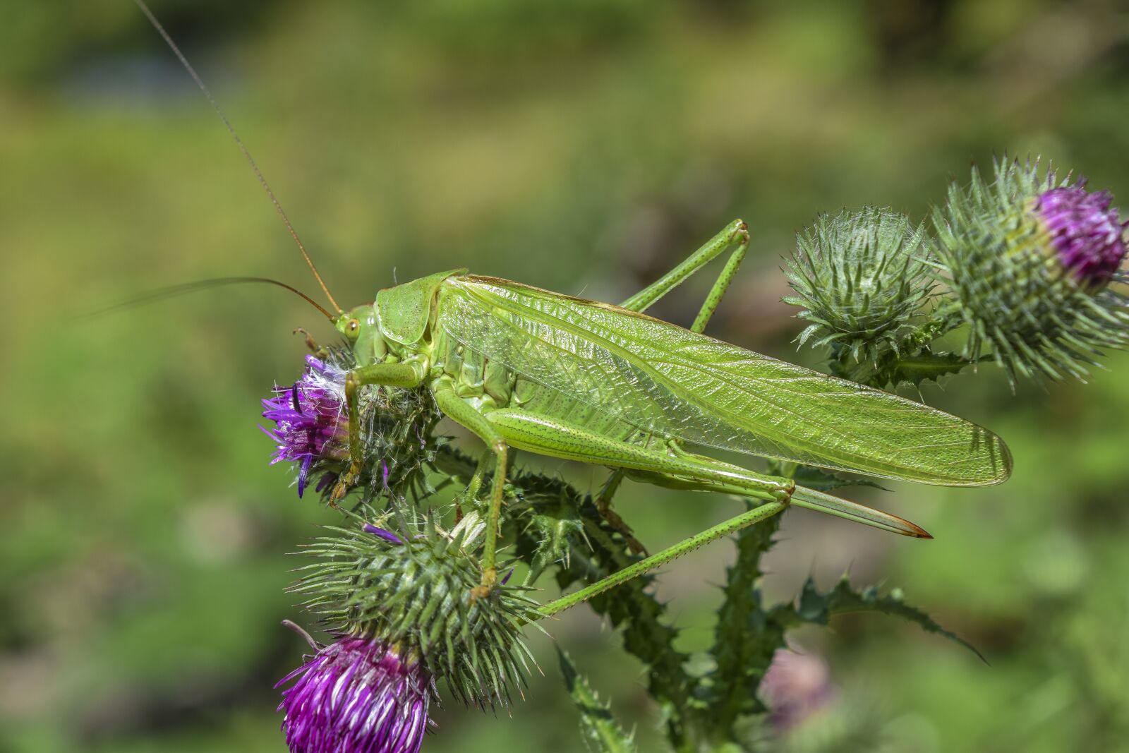 Nikon D3300 sample photo. Grasshopper, insect, macro photography