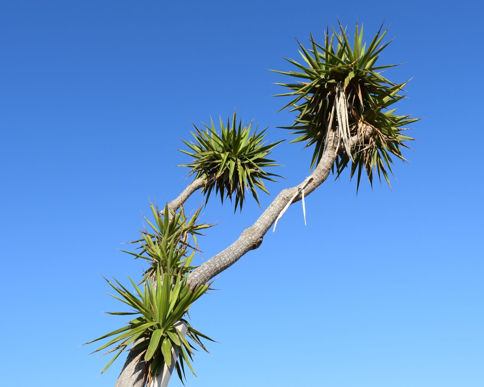 Nikon D3300 sample photo. Cactus, plant, nature photography
