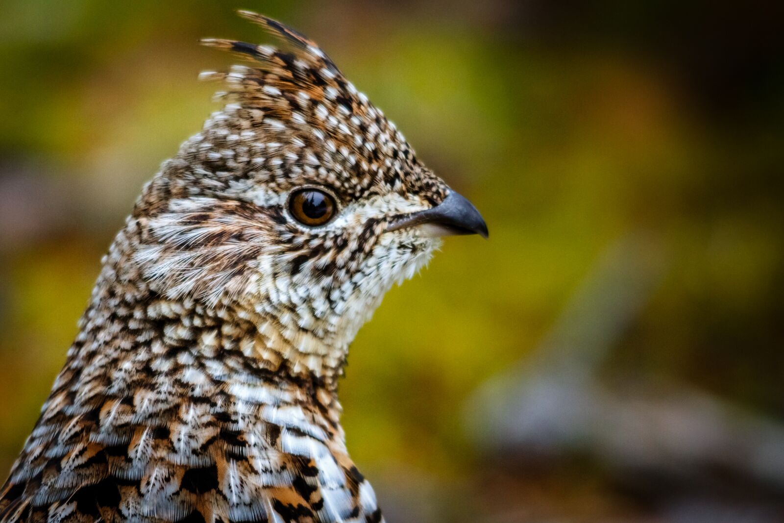 Canon EOS 7D sample photo. Ruffed, grouse, nature photography