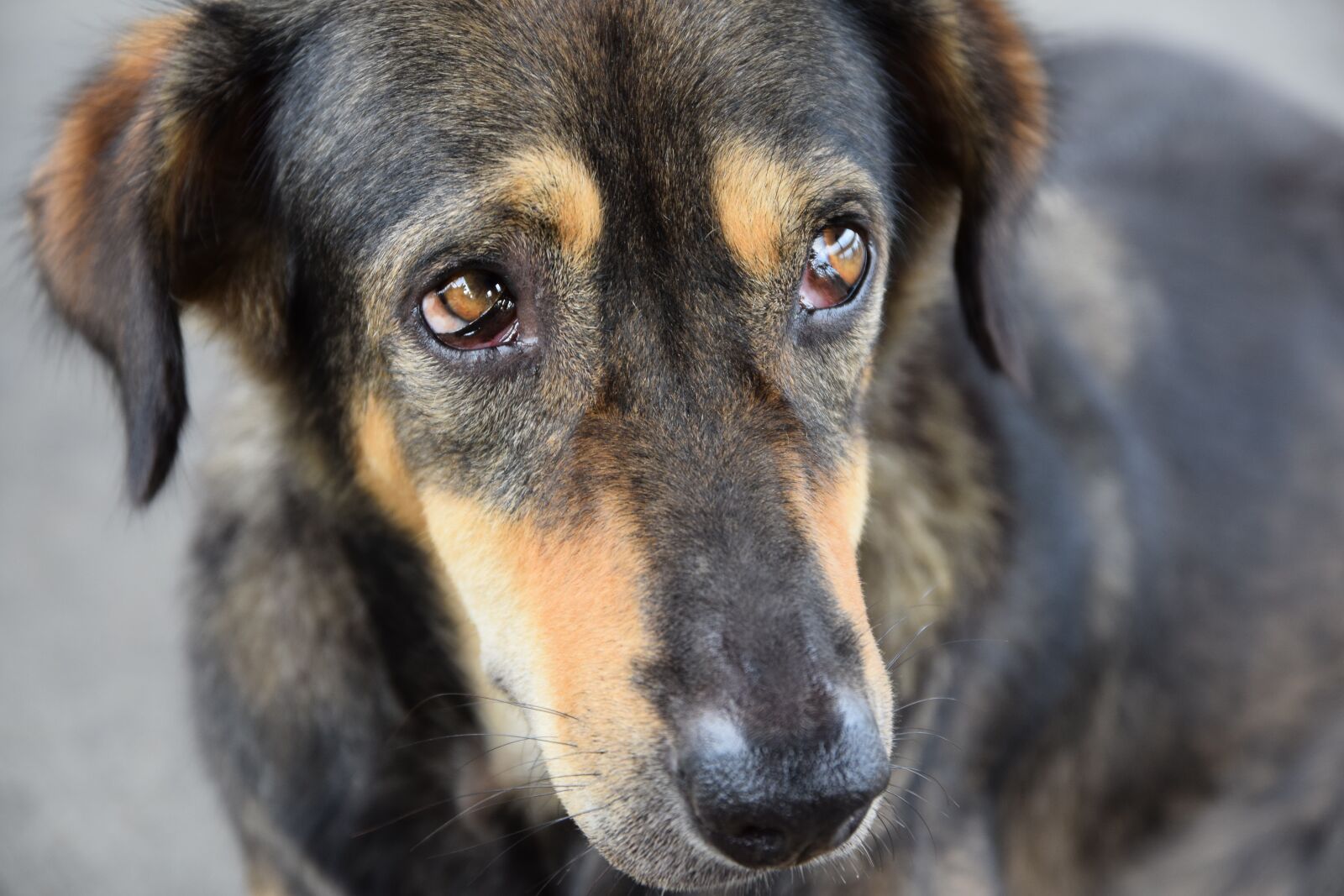 Nikon D5300 sample photo. Animals, pets, dog photography
