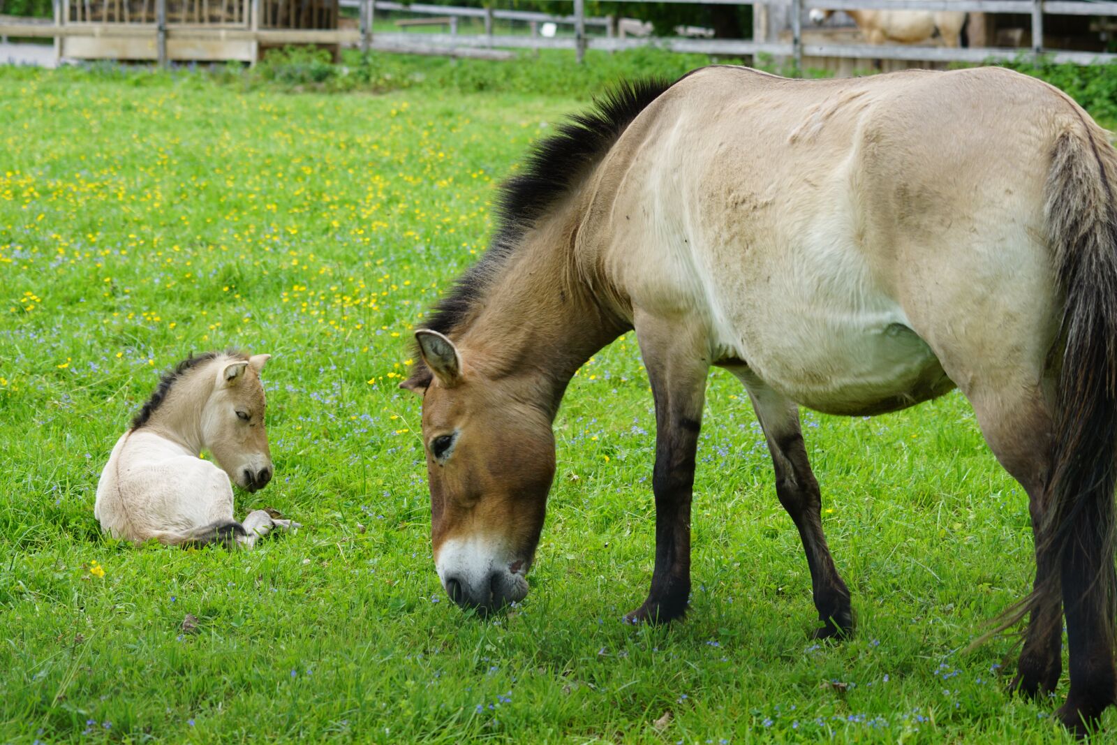 Sony 70-400mm F4-5.6 G SSM sample photo. Przewalski, mare, foal photography