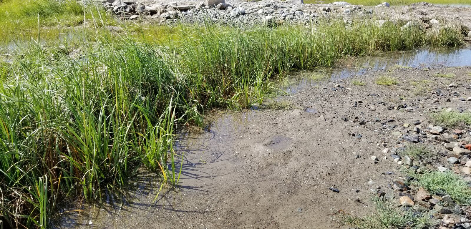 Samsung Galaxy S8 sample photo. Grassyshoreline, newengland, bay photography