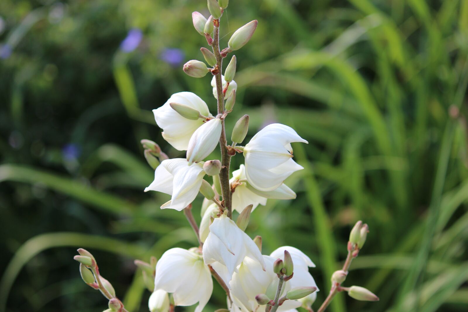 Canon EOS 600D (Rebel EOS T3i / EOS Kiss X5) sample photo. Flower, nature, plant photography