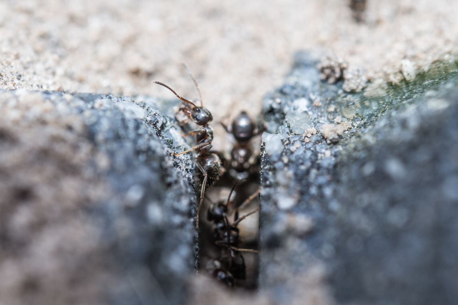 Nikon D600 sample photo. Ants, macro, working photography