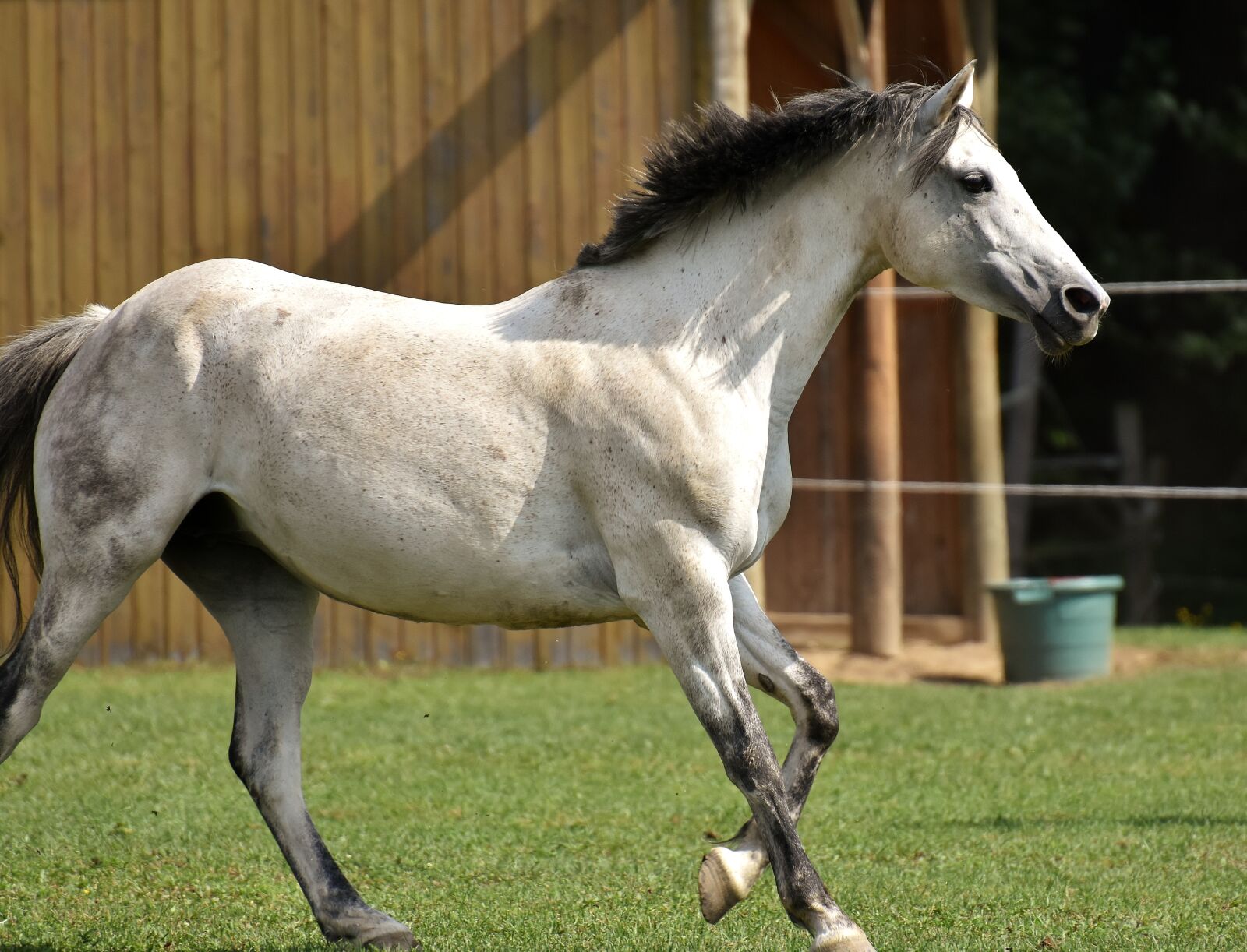 Nikon D7200 sample photo. Mold, horse, love for photography