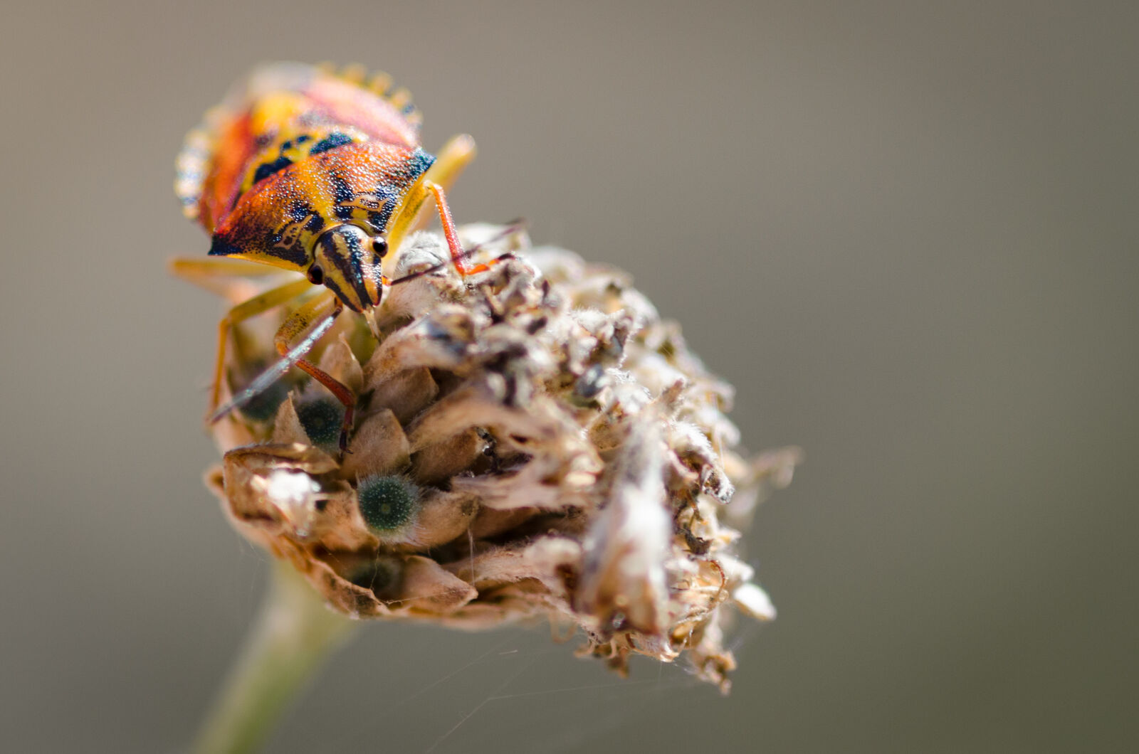Nikon D7000 sample photo. Animal, beetle, bug, close photography