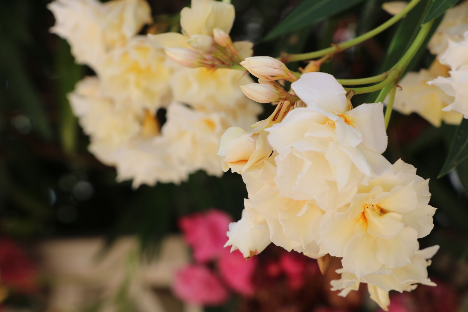 Canon EOS 760D (EOS Rebel T6s / EOS 8000D) sample photo. Flower, nature, petal photography