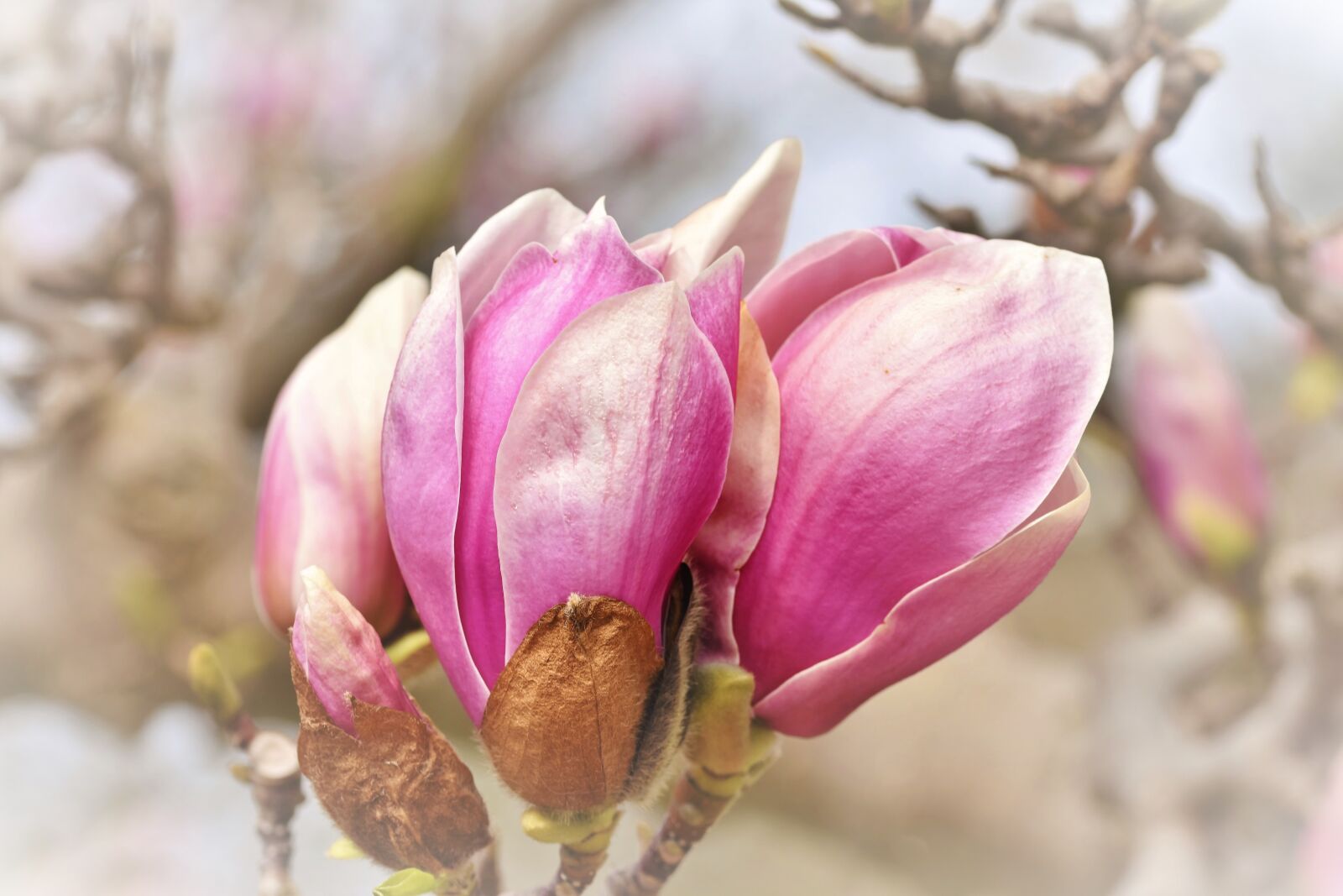 Nikon D7200 sample photo. Magnolia, magnolia tree, magnoliengewaechs photography