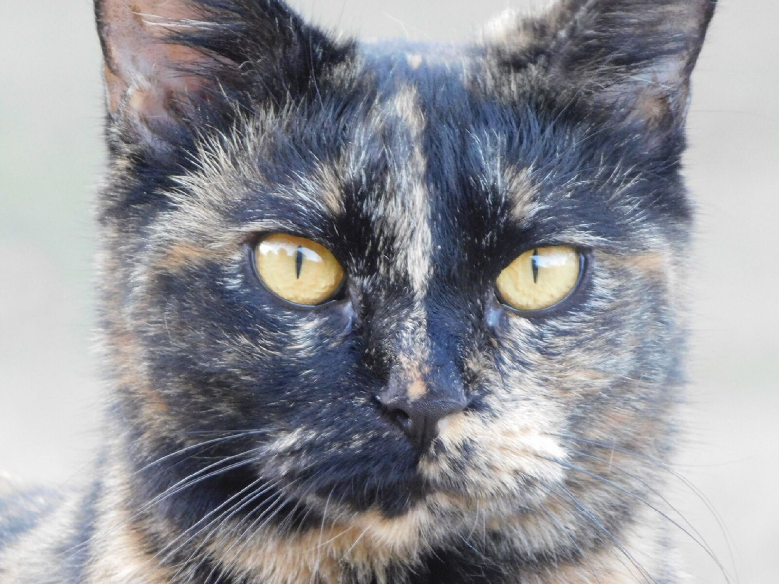 Nikon Coolpix B500 sample photo. Cat face, feline, cat photography