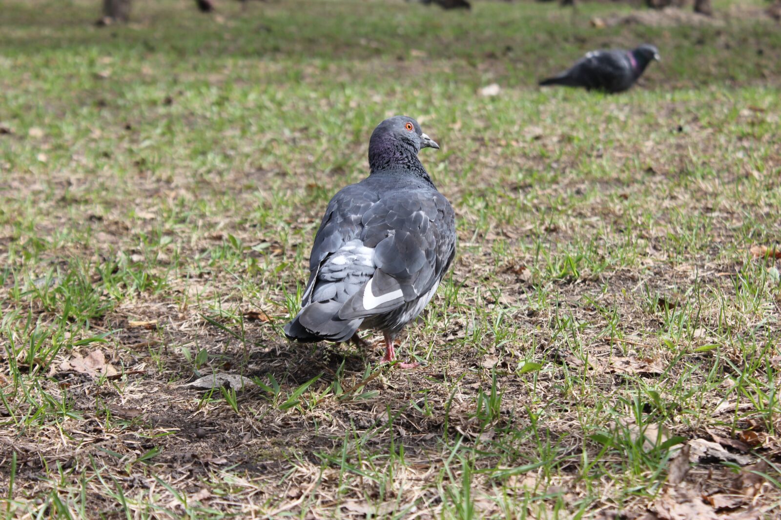 Canon EOS 550D (EOS Rebel T2i / EOS Kiss X4) sample photo. Dove, grass, spring photography