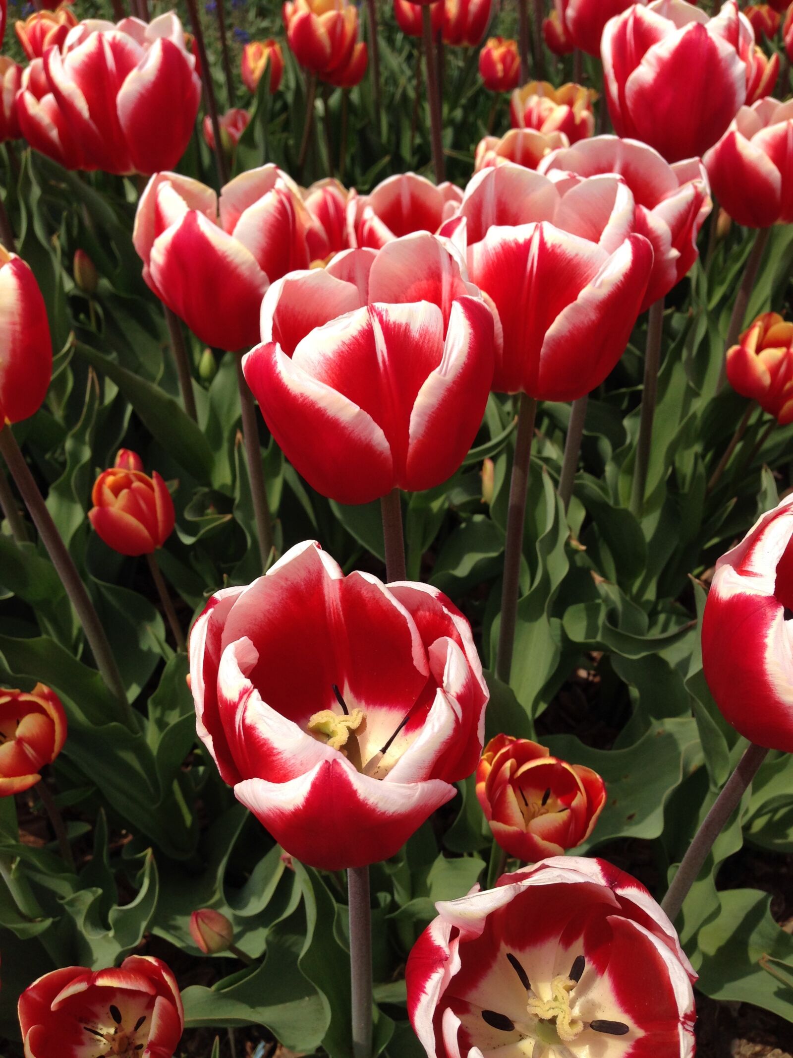iPhone 5 back camera 4.12mm f/2.4 sample photo. Tulip, flowers, spring photography