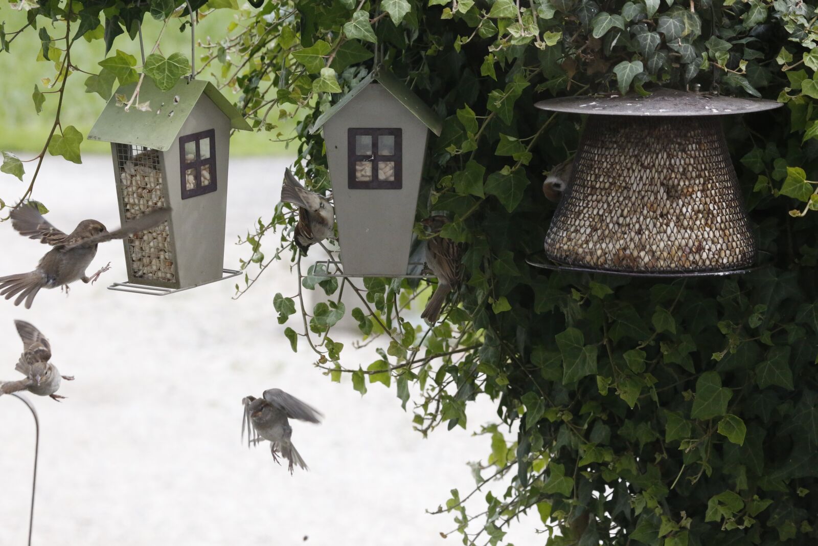 Canon EOS 5D Mark III sample photo. Sparrow, sperling, feeding photography