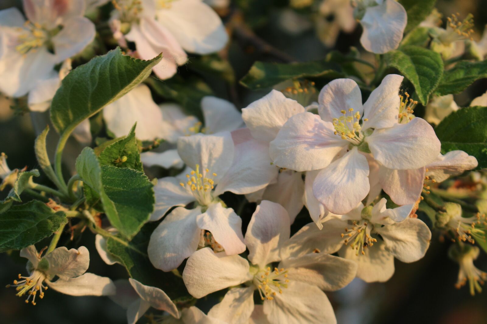 Canon EOS 100D (EOS Rebel SL1 / EOS Kiss X7) sample photo. Apple tree, blossom, bloom photography
