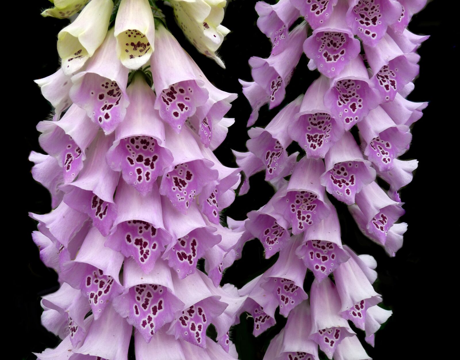 Panasonic Lumix DMC-FZ28 sample photo. Foxgloves, pink, flowers photography