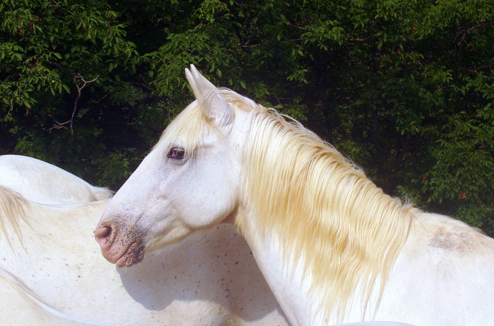 Olympus X-2,C-50Z sample photo. Horse, white, animal photography