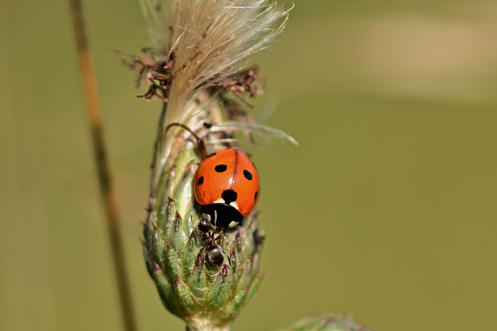 Nikon D5200 sample photo. Ladybug, ant, thistle photography
