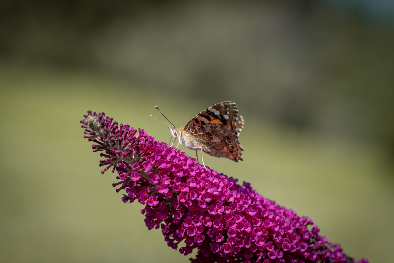 Nikon D750 sample photo. Butterfly, animal, flight insect photography