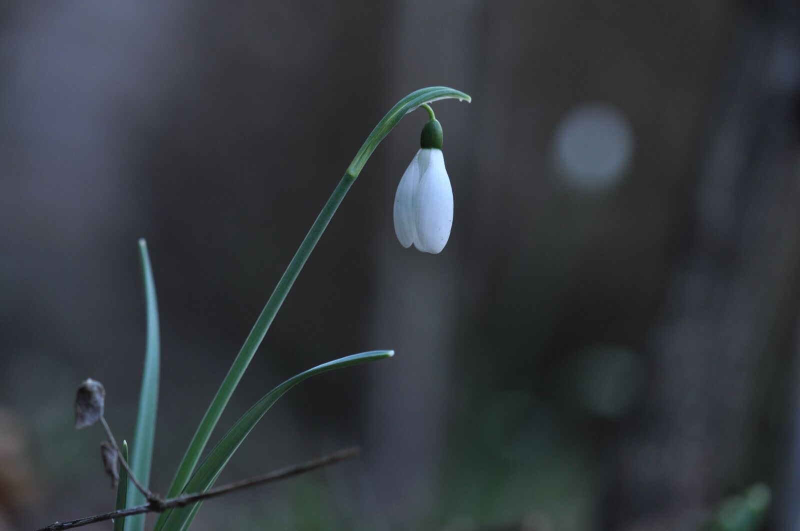 Nikon D5000 sample photo. Snowdrop, flowers, white photography