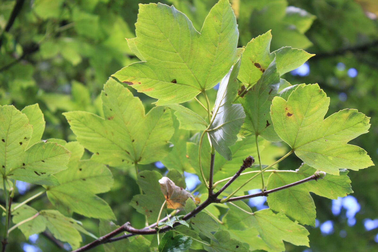 Canon EOS 550D (EOS Rebel T2i / EOS Kiss X4) sample photo. Leaves, tree, green photography