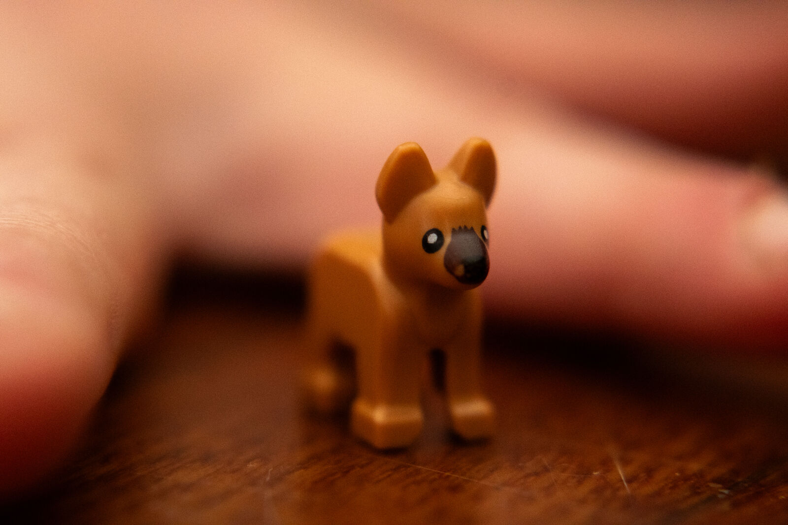 Nikon D500 sample photo
