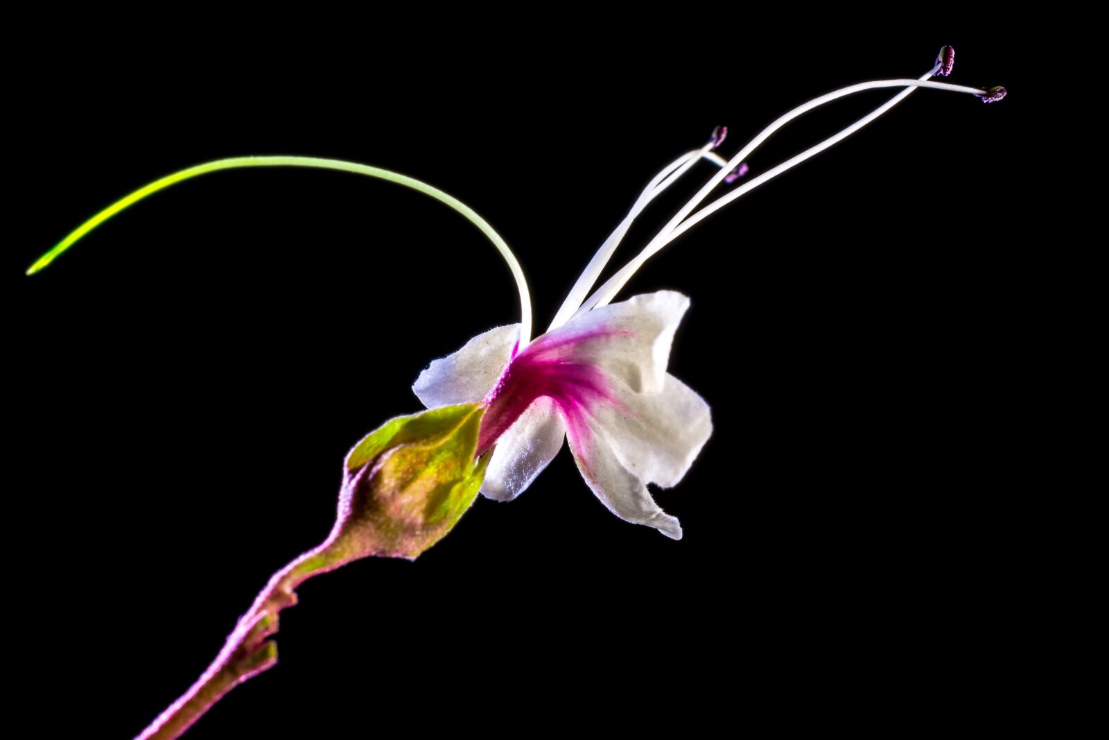Nikon D5200 sample photo. Wild flower, flower, blossom photography