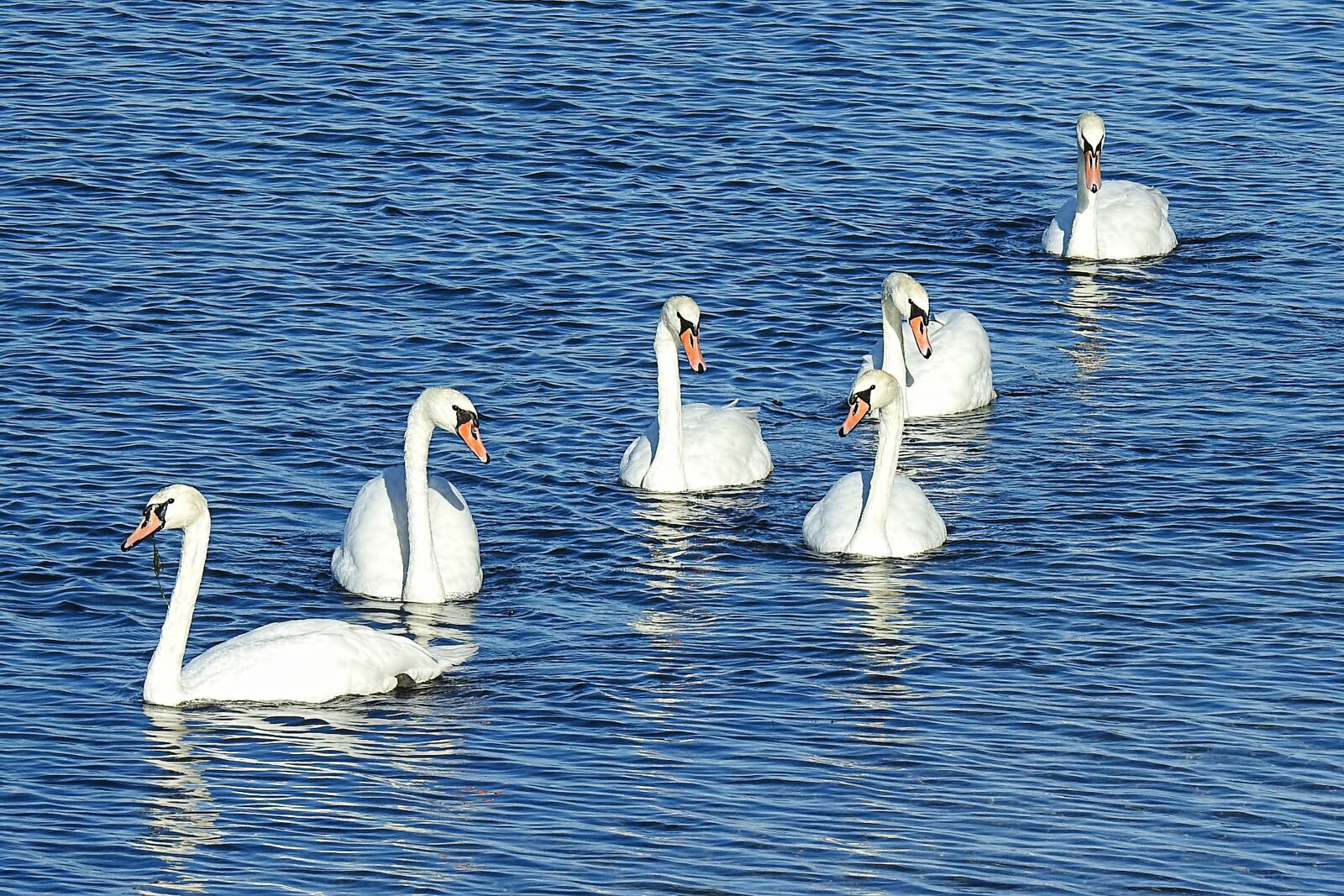 Nikon Coolpix P900 sample photo. Swans, lake, waters photography