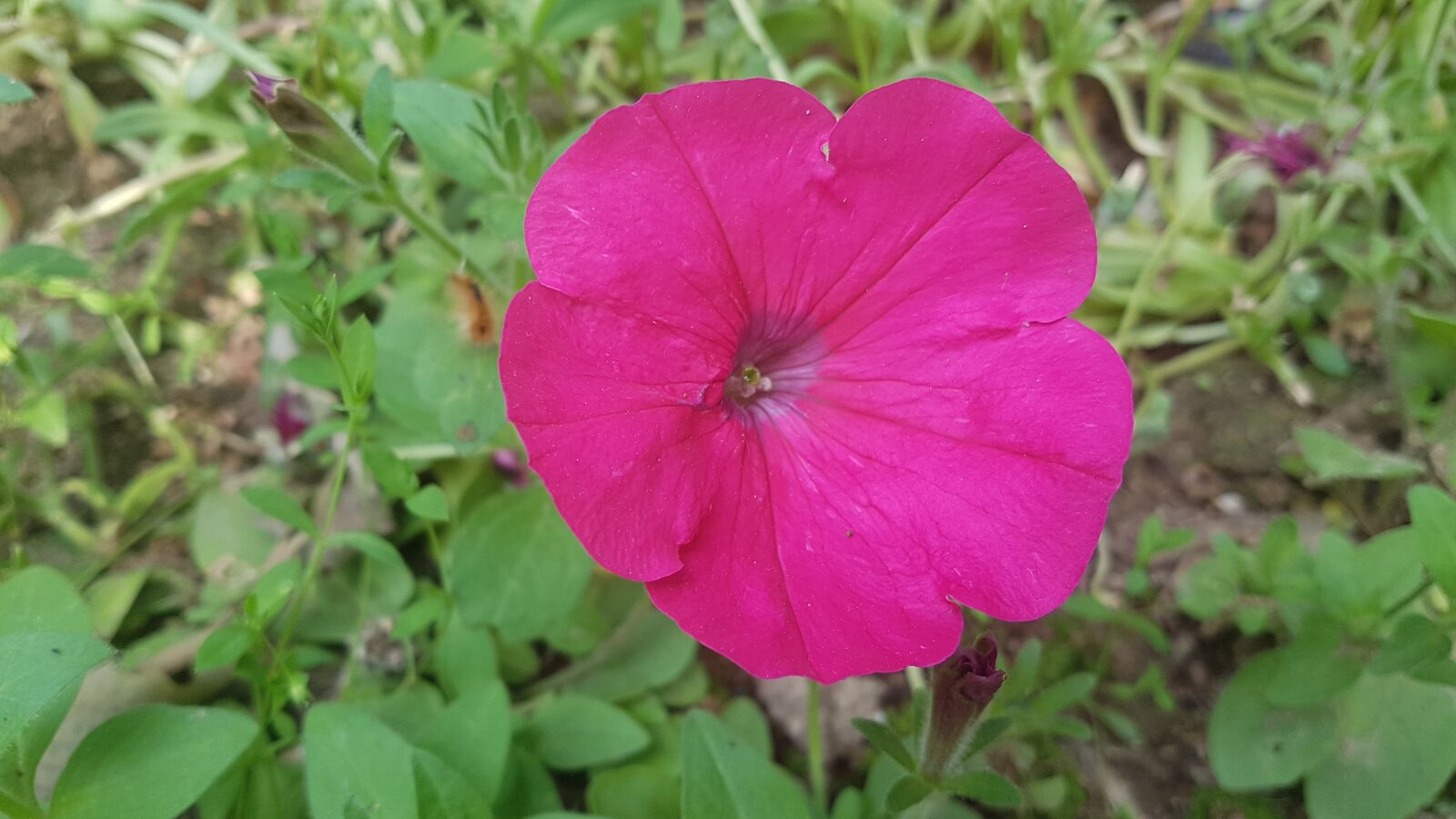 Samsung Galaxy S7 sample photo. Pink flower, flower, spring photography