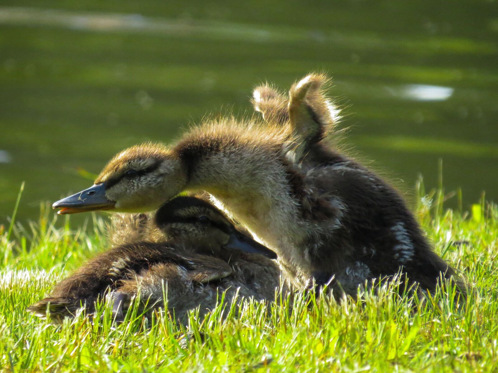 Canon PowerShot SX50 HS sample photo. Nature, animal world, bird photography