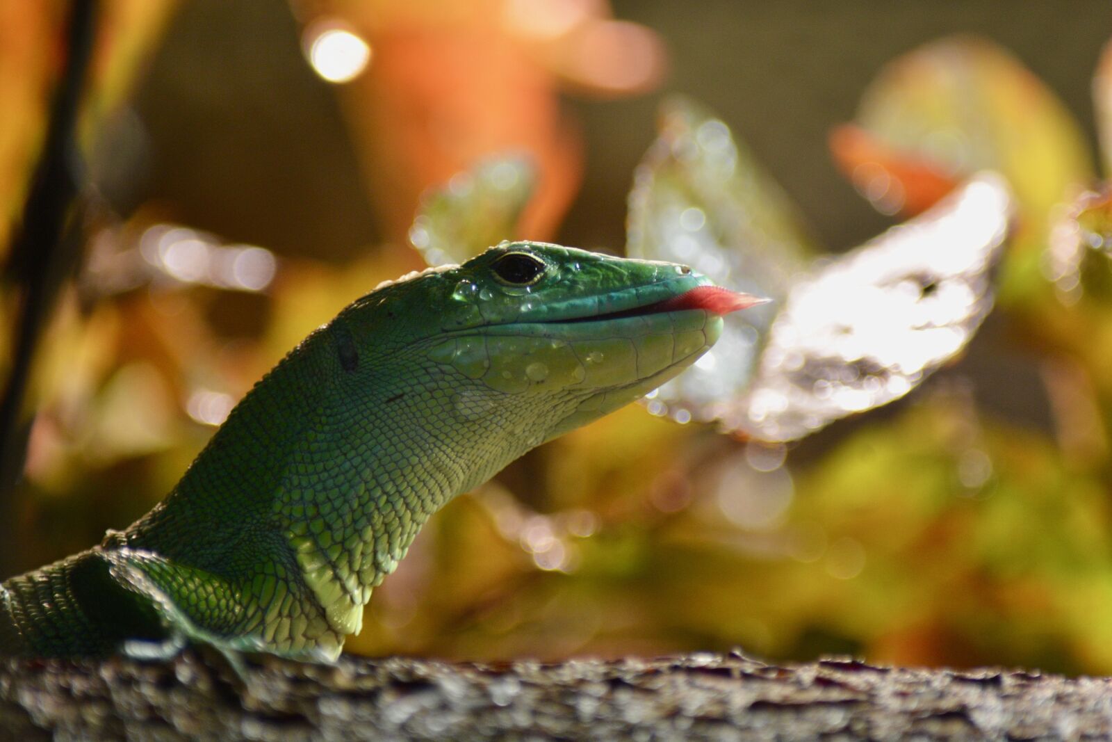 Nikon D7100 sample photo. Exot, terrarium, green photography