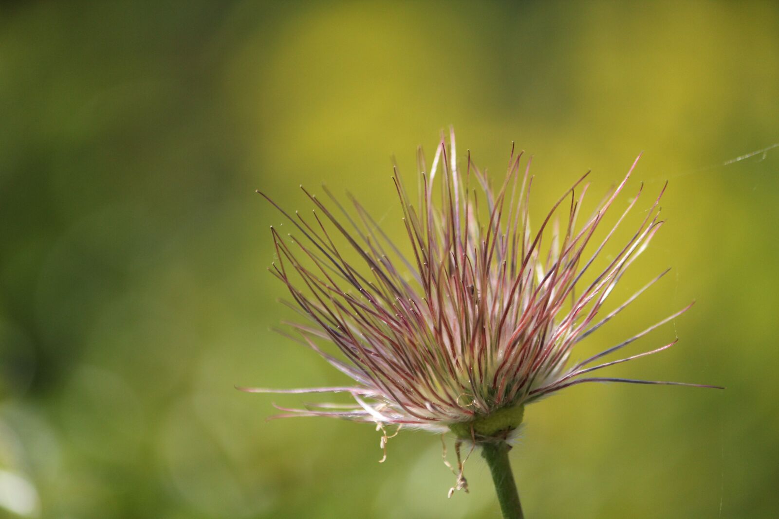 Canon EOS 550D (EOS Rebel T2i / EOS Kiss X4) sample photo. Blossom, bloom, plant photography