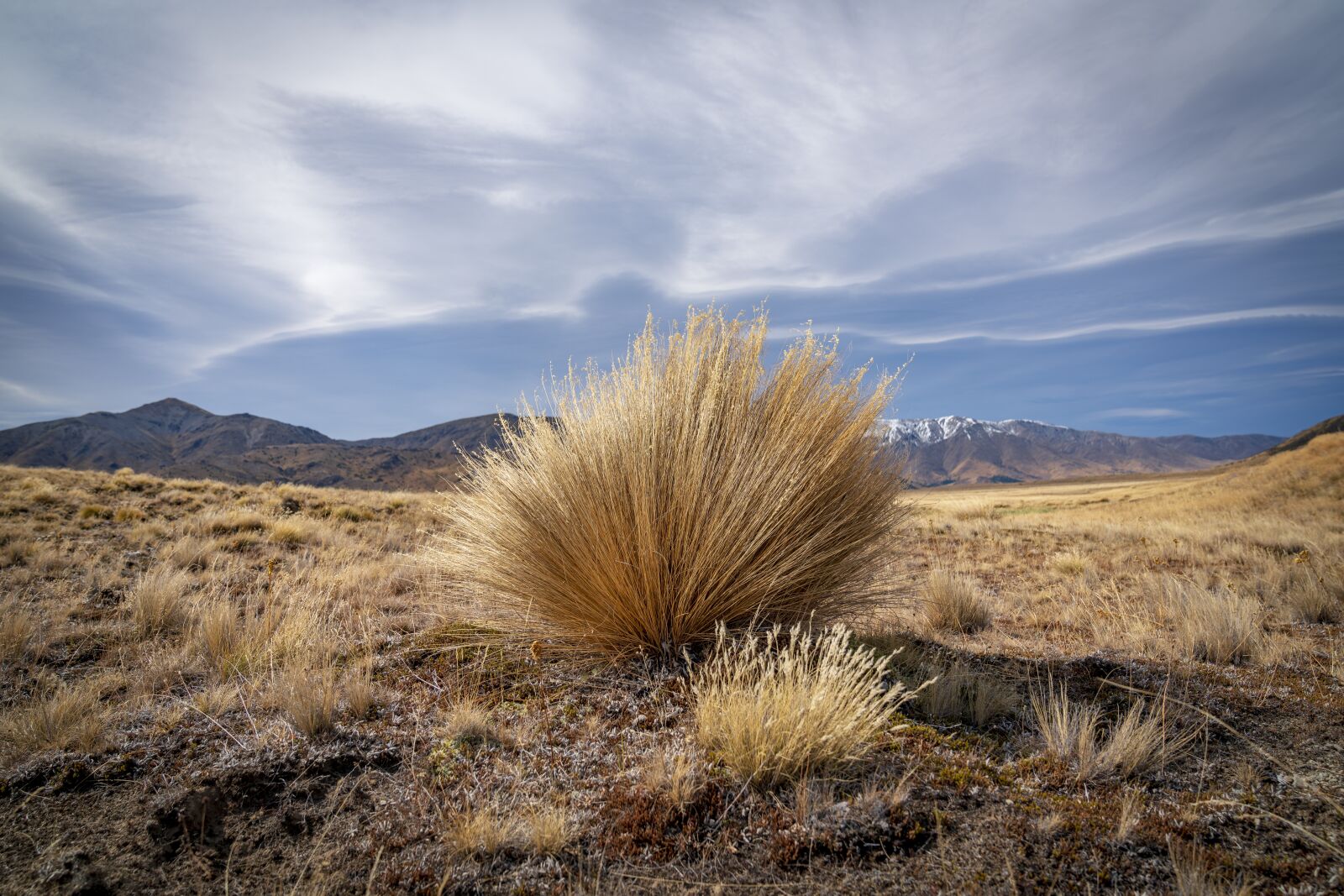 Sony a7R II + Sony FE 24-70mm F2.8 GM sample photo. Steppe, new zealand, grass photography