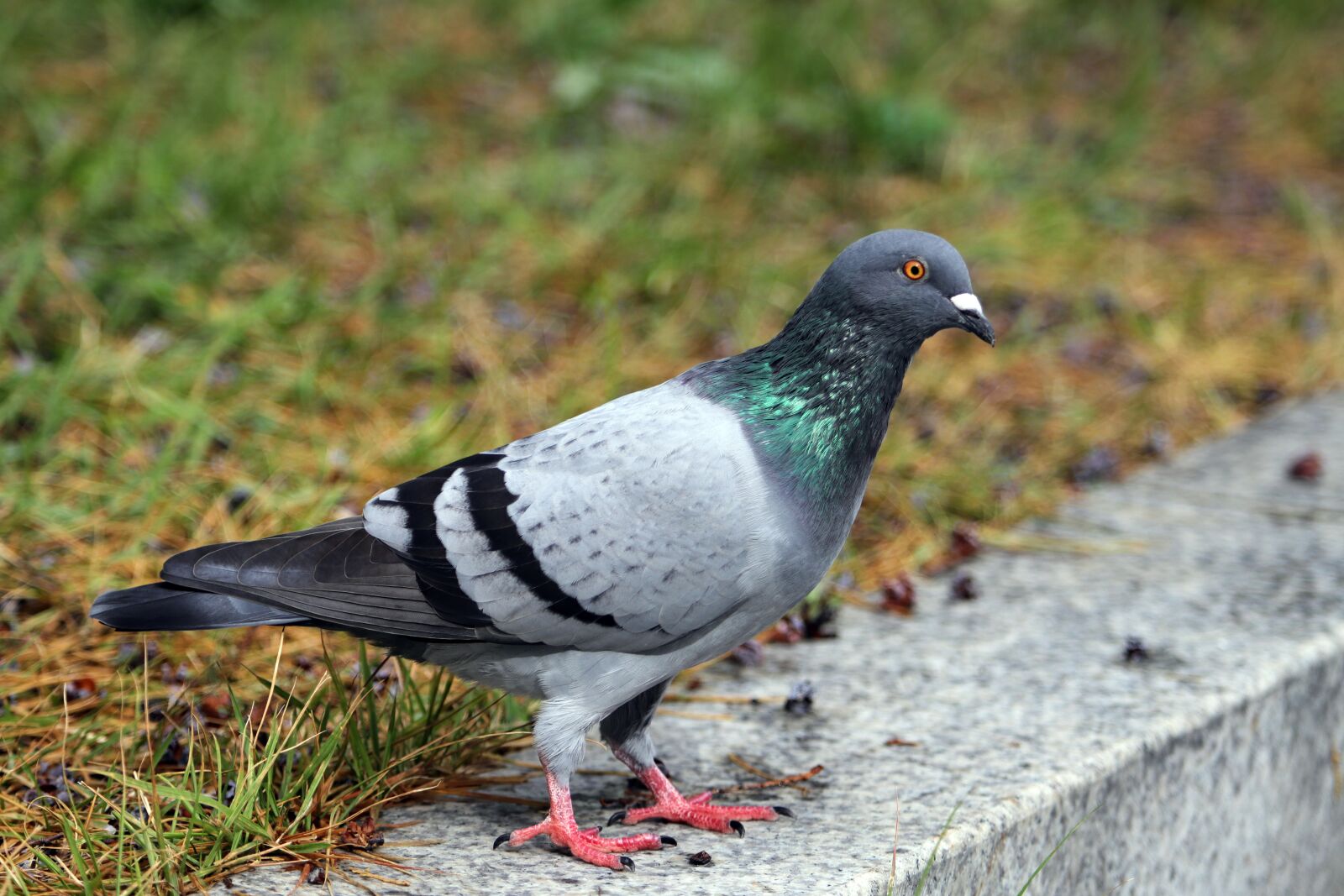 Canon EF 70-200mm F2.8L USM sample photo. Pigeon, new, animal photography