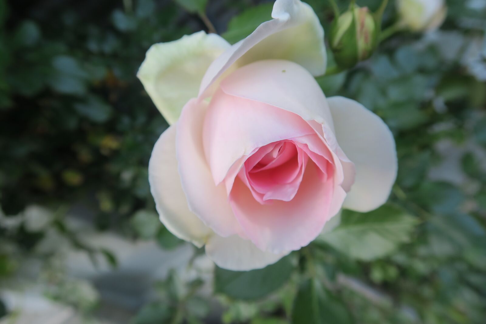 Canon PowerShot G7 X sample photo. Rose, red, white rose photography