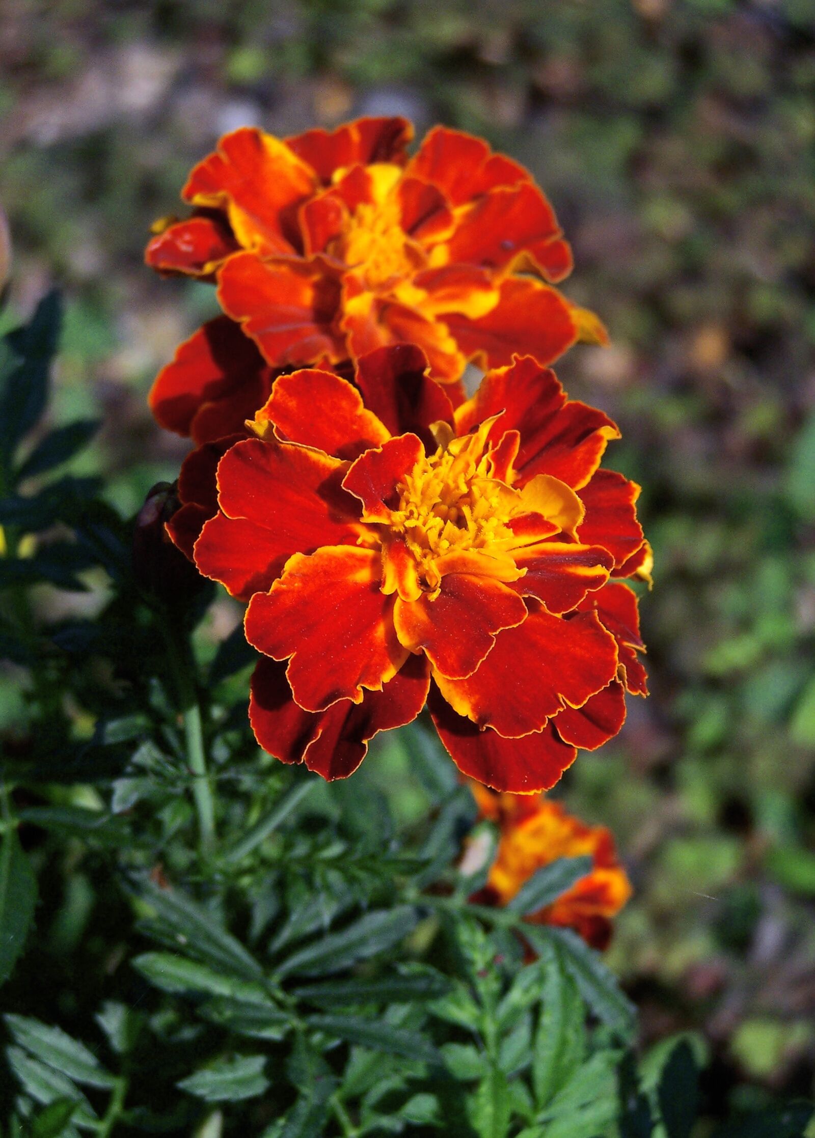 Kodak Z740 ZOOM DIGITAL CAMERA sample photo. Tagetes, amaranth, orange photography