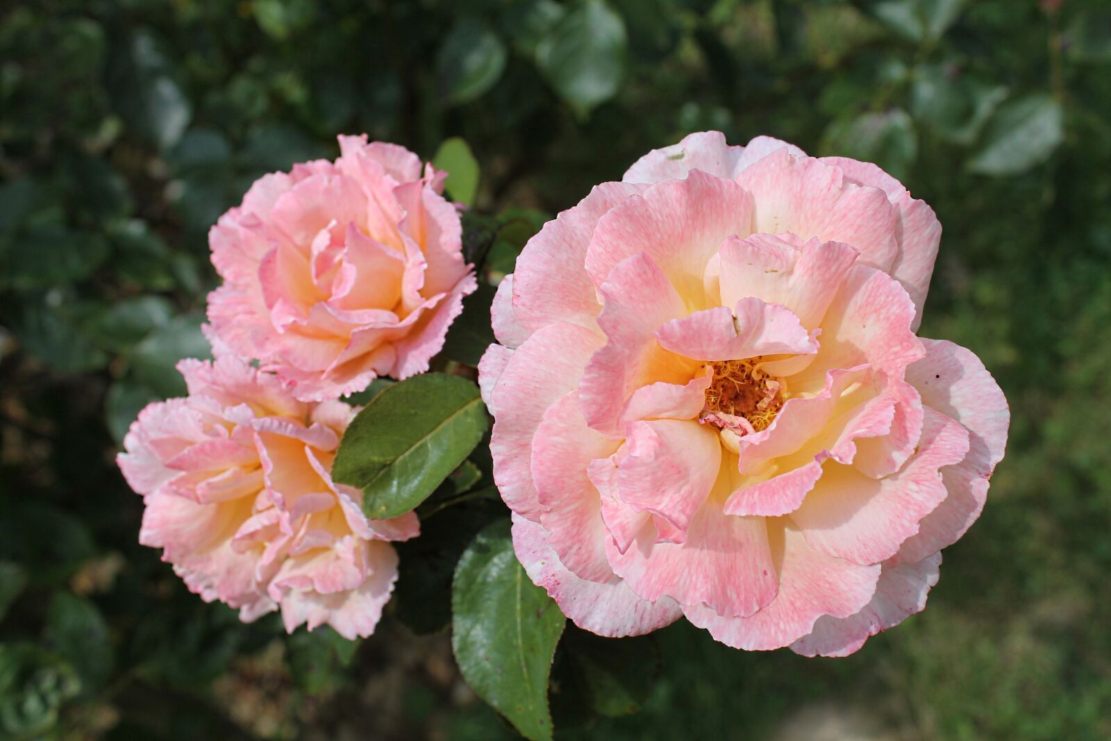 Canon EOS 1100D (EOS Rebel T3 / EOS Kiss X50) sample photo. Flower, pink, nature photography