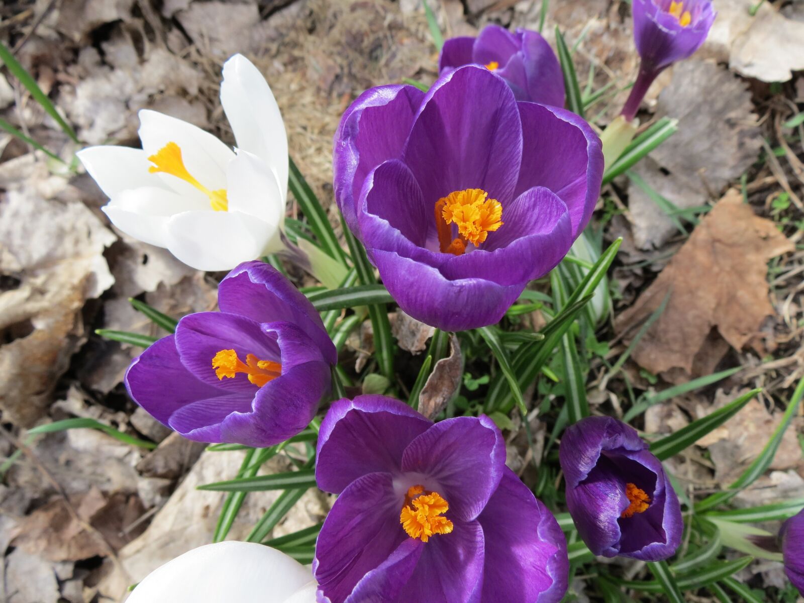 Canon PowerShot SX40 HS sample photo. Crocus, flowers, springtime photography