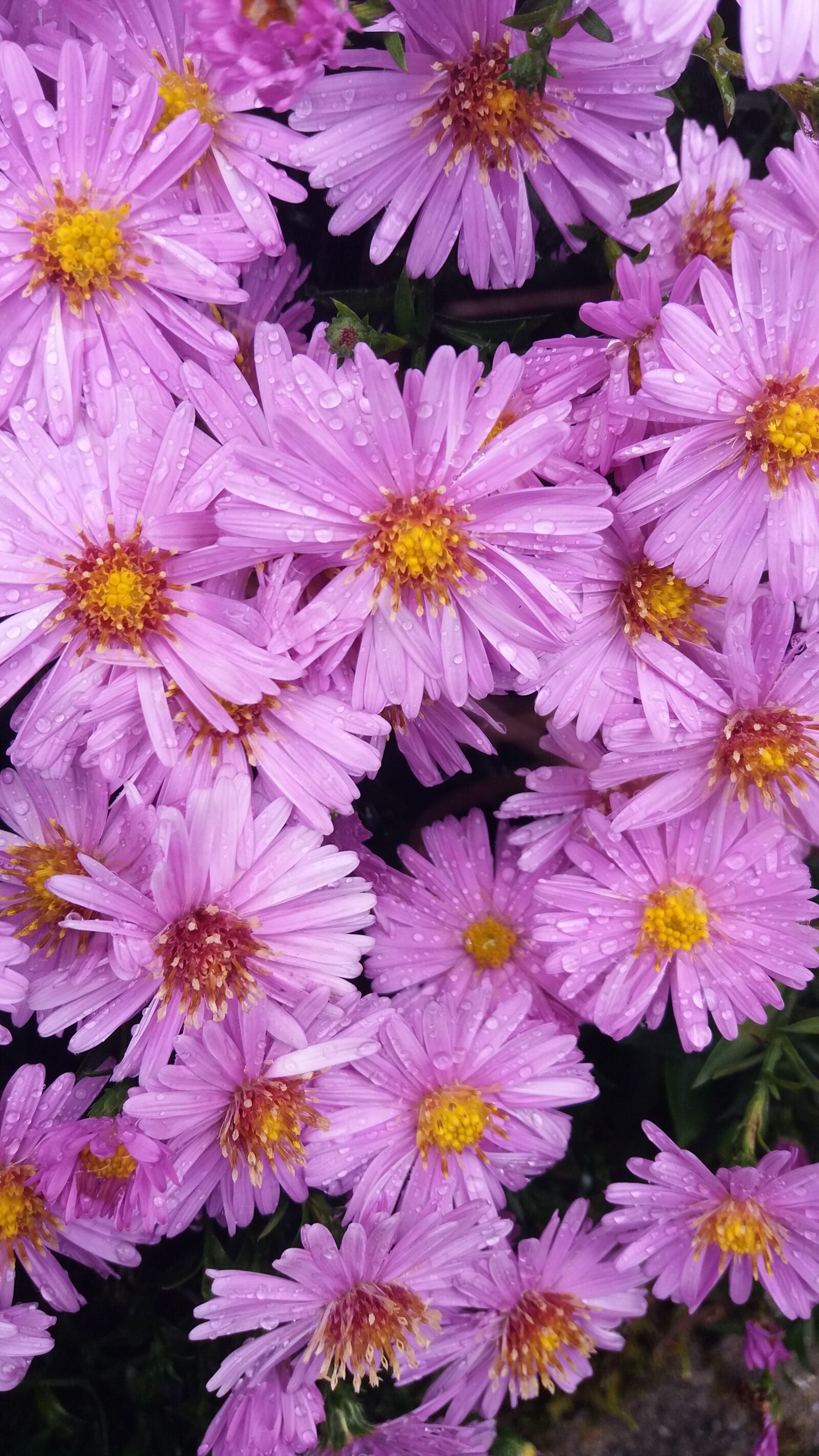 Samsung Galaxy J5 sample photo. Flower, blossom, bloom photography