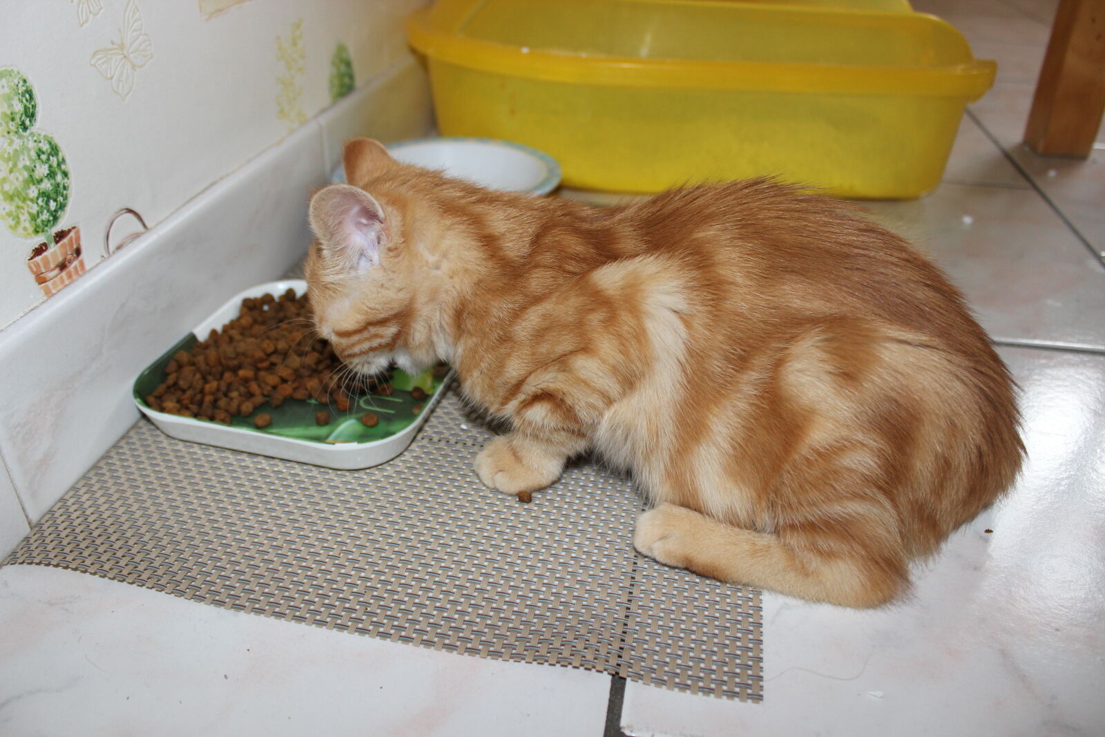 Canon EOS 600D (Rebel EOS T3i / EOS Kiss X5) sample photo. Cat, drink, drinking, eat photography