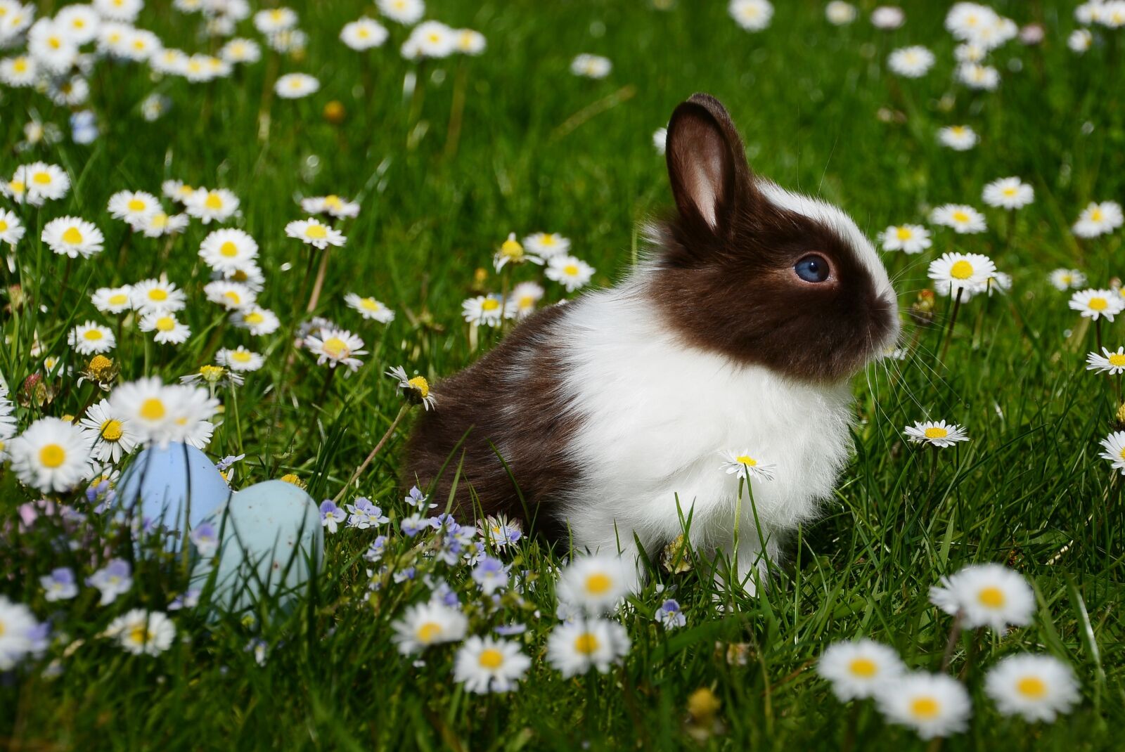 Nikon D7100 sample photo. Easter, rabbit, mammal photography