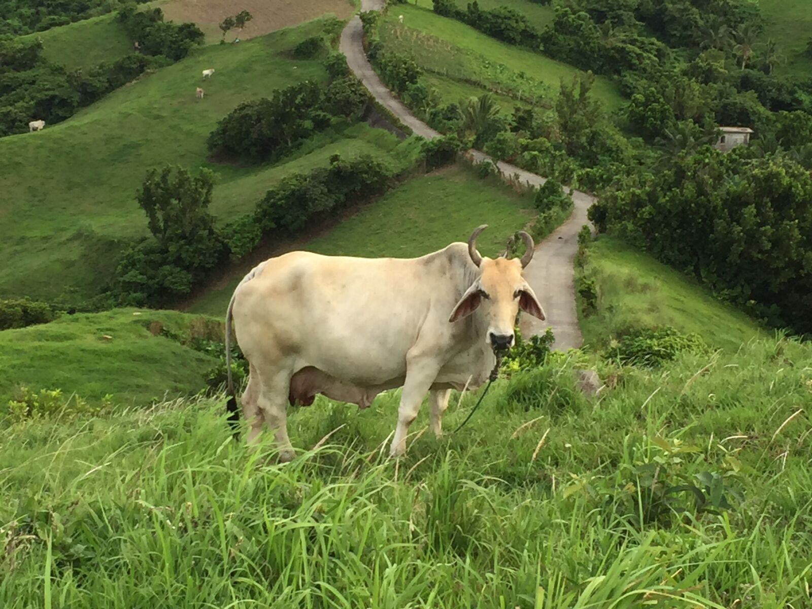Apple iPhone 6 sample photo. Batanes, cow, pasture photography